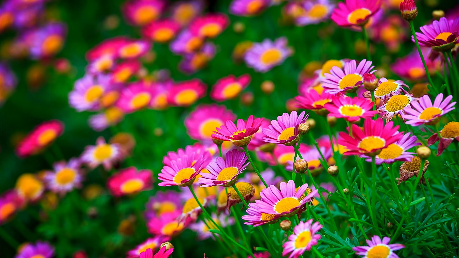 flowers, Nature, Pink Flowers Wallpapers HD / Desktop and ...