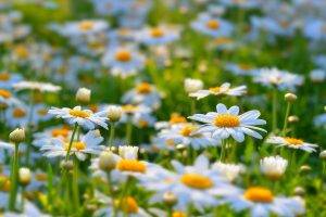 daisies, Flowers, White Flowers, Nature
