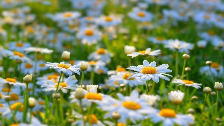 daisies, Flowers, White Flowers, Nature HD Wallpaper Desktop Background
