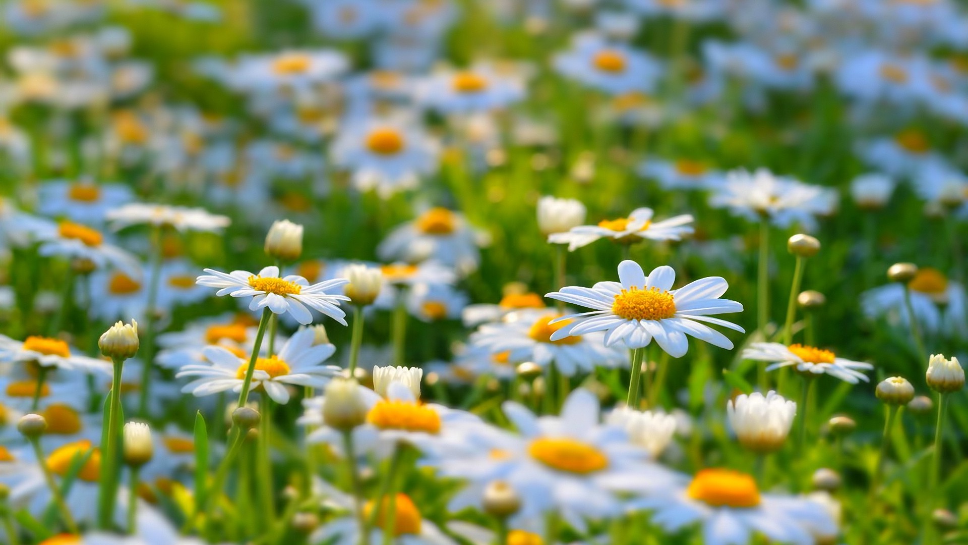 daisies, Flowers, White Flowers, Nature Wallpaper
