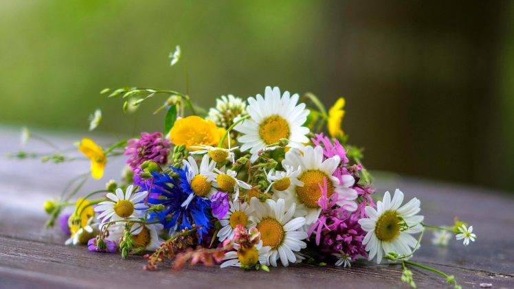 bouquets, Flowers, Daisies HD Wallpaper Desktop Background
