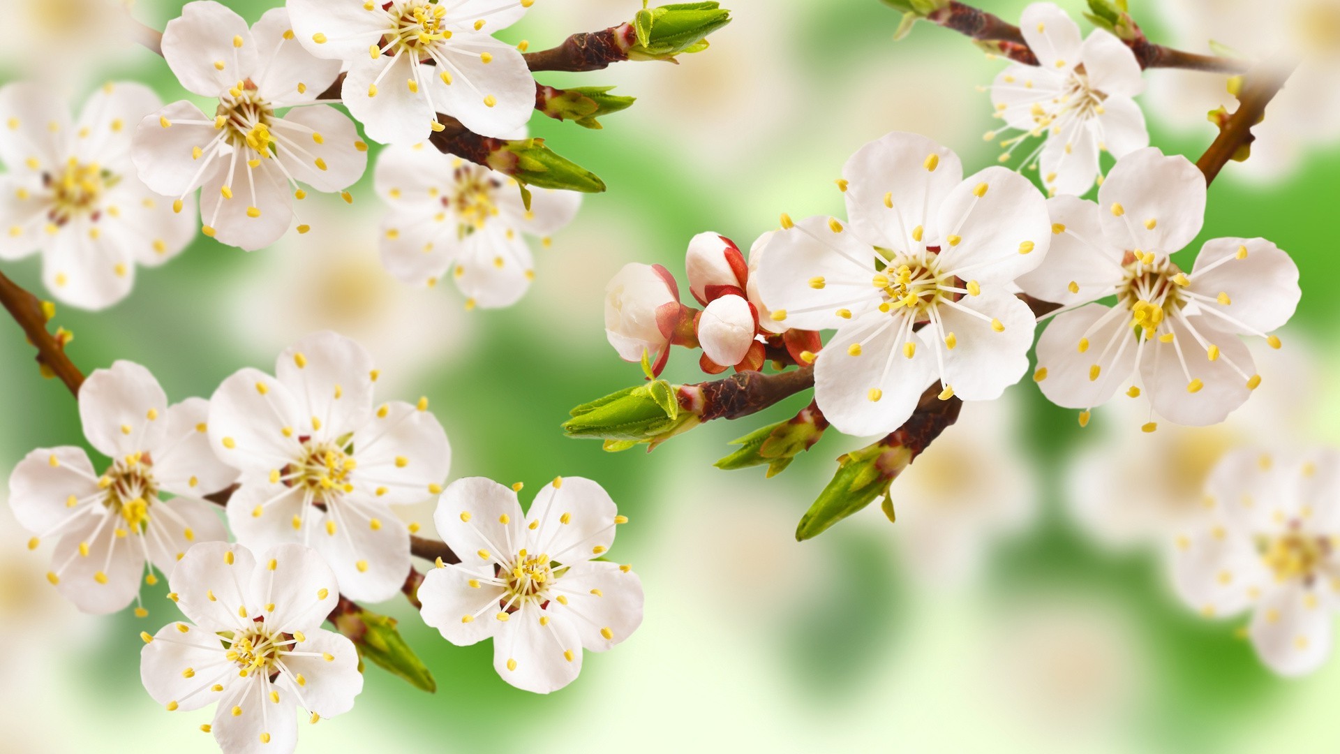 flowers, Macro Wallpaper