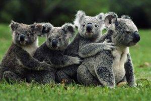 nature, Koalas, Animals