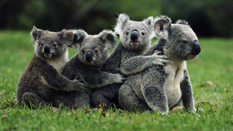 nature, Koalas, Animals HD Wallpaper Desktop Background