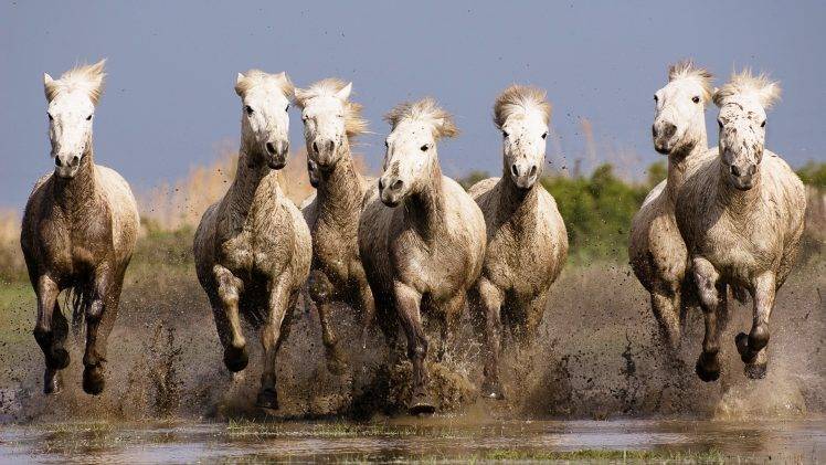 nature, Horse, Animals, Running HD Wallpaper Desktop Background