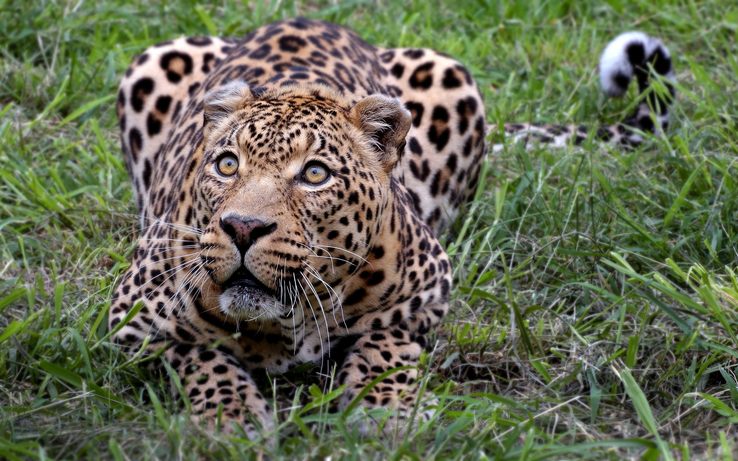 animals, Leopard Wallpaper