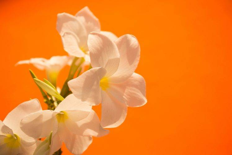 flowers, White, Orange, Colorful, Photography, Nature HD Wallpaper Desktop Background