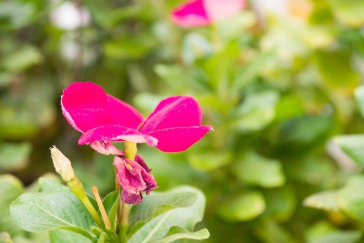 nature, Pink, Green, Flowers, Leaves, Bokeh, Photography HD Wallpaper Desktop Background