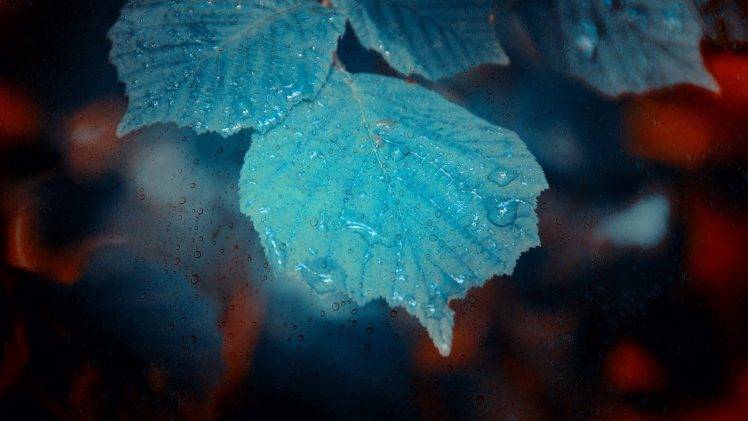 leaves, Flowers, Water Drops HD Wallpaper Desktop Background