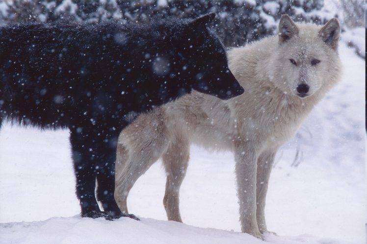 wolf, Animals HD Wallpaper Desktop Background