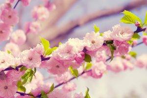 cherry Blossom, Flowers, Pink Flowers