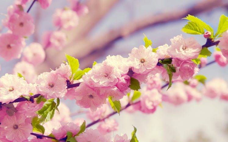cherry Blossom, Flowers, Pink Flowers HD Wallpaper Desktop Background