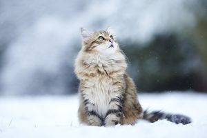 animals, Cat, Snow, Looking Up