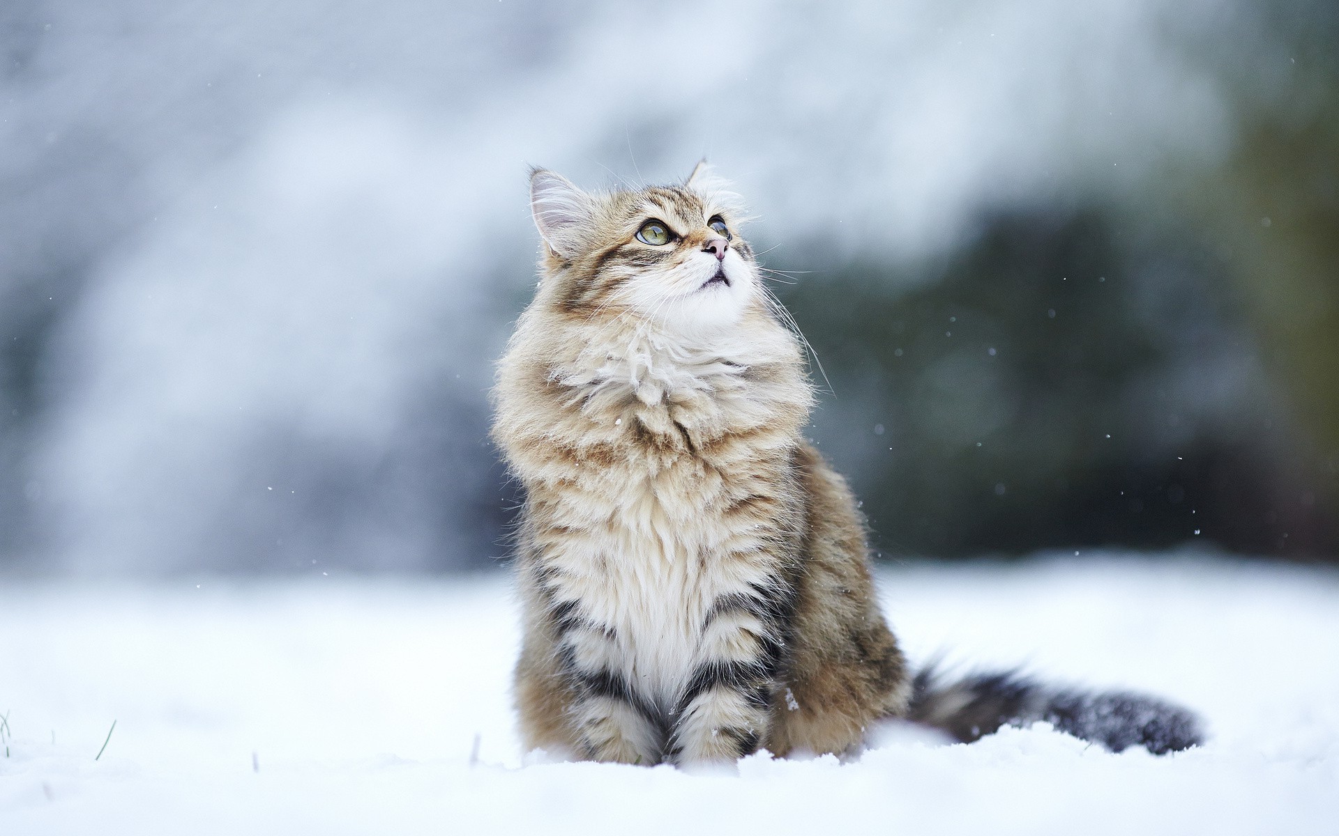 animals, Cat, Snow, Looking Up Wallpaper