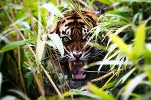 depth Of Field, Animals, Tiger, Plants, Roar