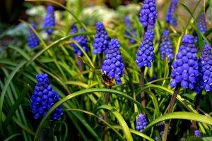 nature, Bees, Flowers, Muscari, Blue Flowers