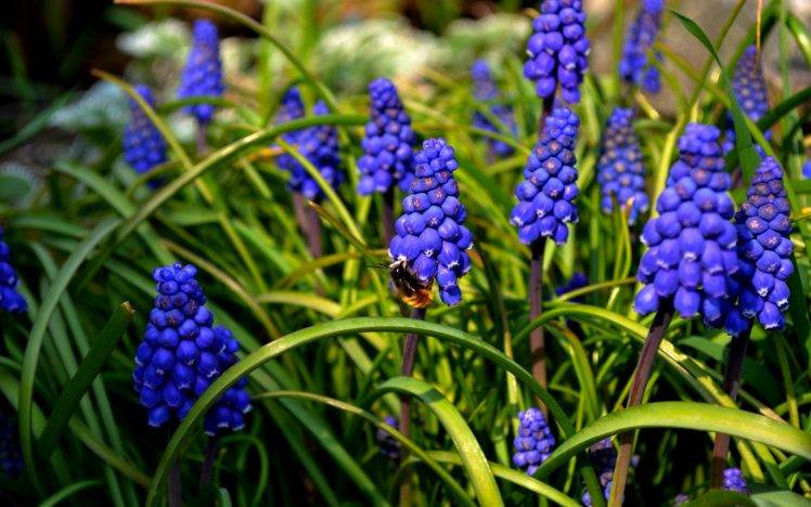 nature, Bees, Flowers, Muscari, Blue Flowers HD Wallpaper Desktop Background