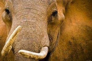 elephants, Animals, National Geographic