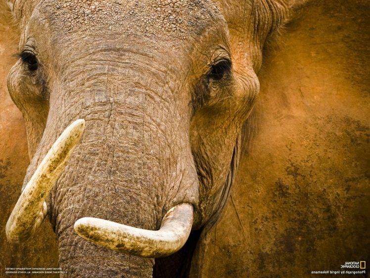 elephants, Animals, National Geographic HD Wallpaper Desktop Background