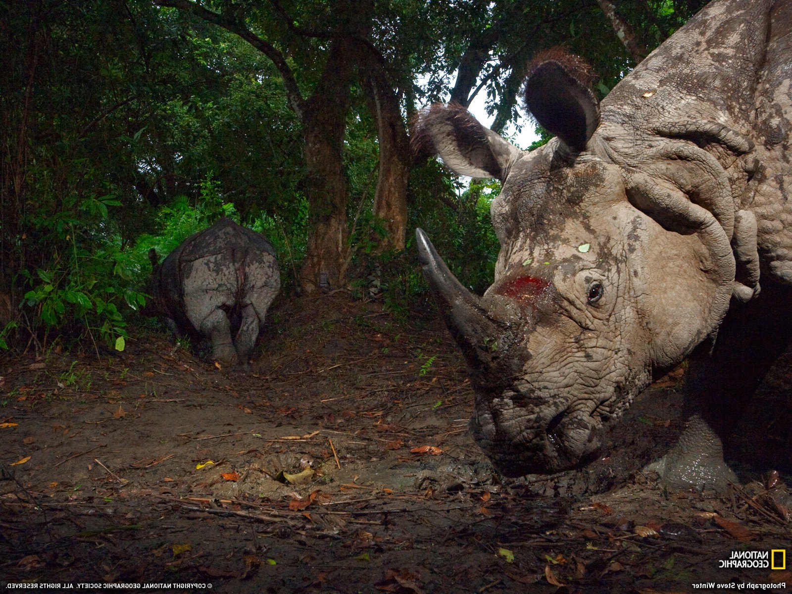 rhino, Animals Wallpaper