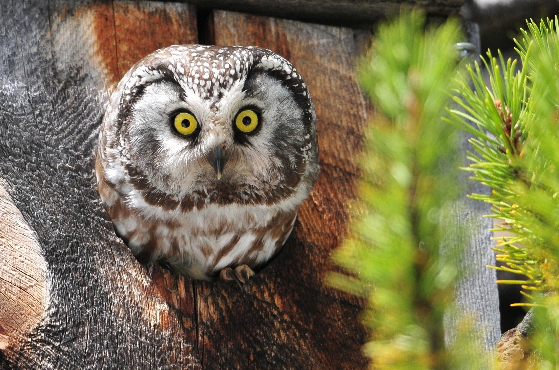 owl, Animals, Birds Wallpaper