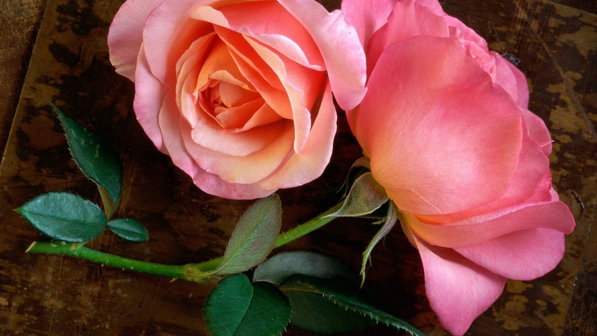 rose, Flowers Wallpaper