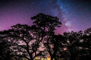 stars, Trees, Galaxy