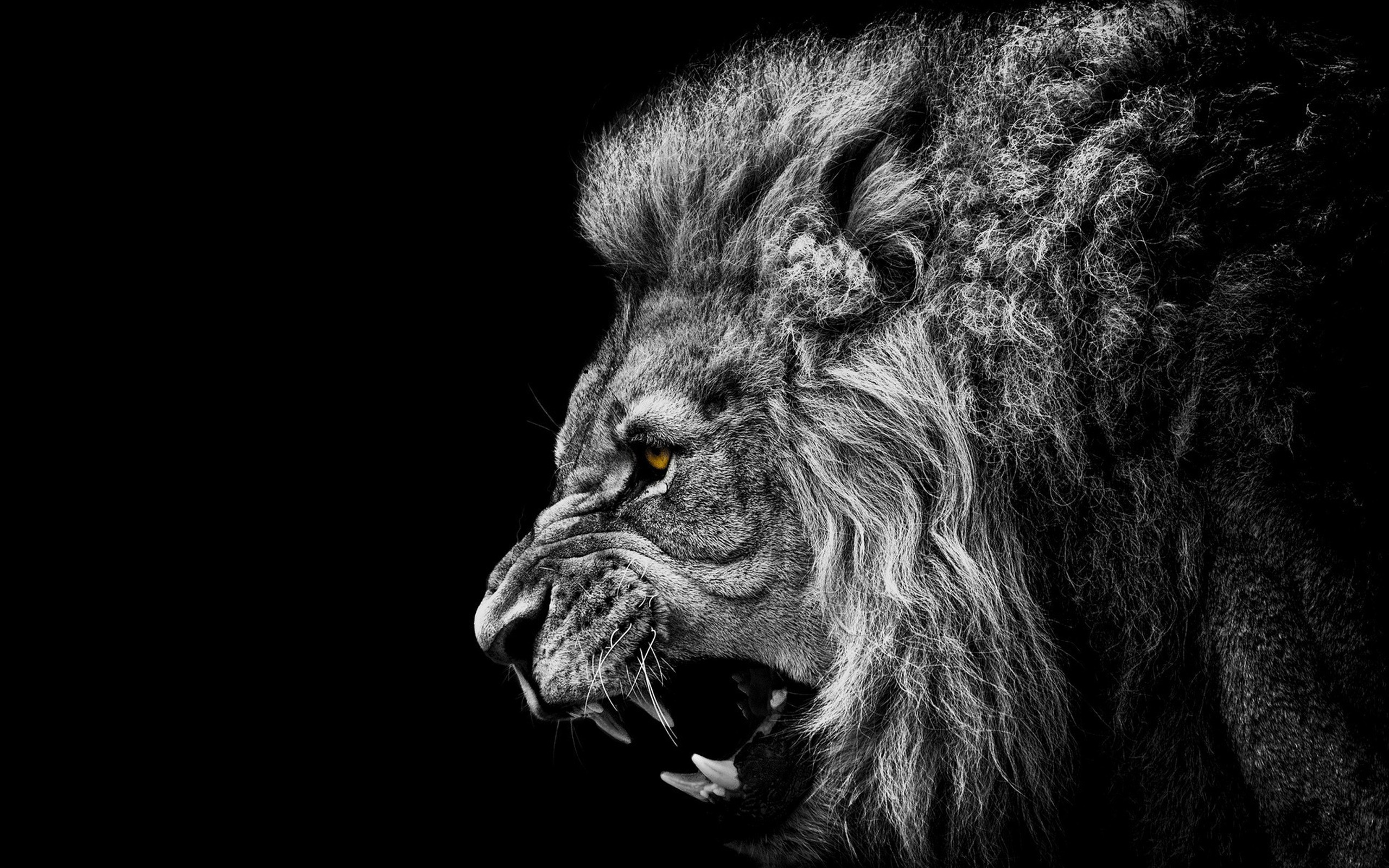 lion, Animals, Africa, Black, Artwork, Photography Wallpaper