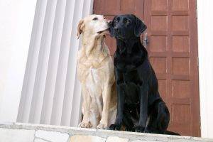 dog, Labrador Retriever, Animals