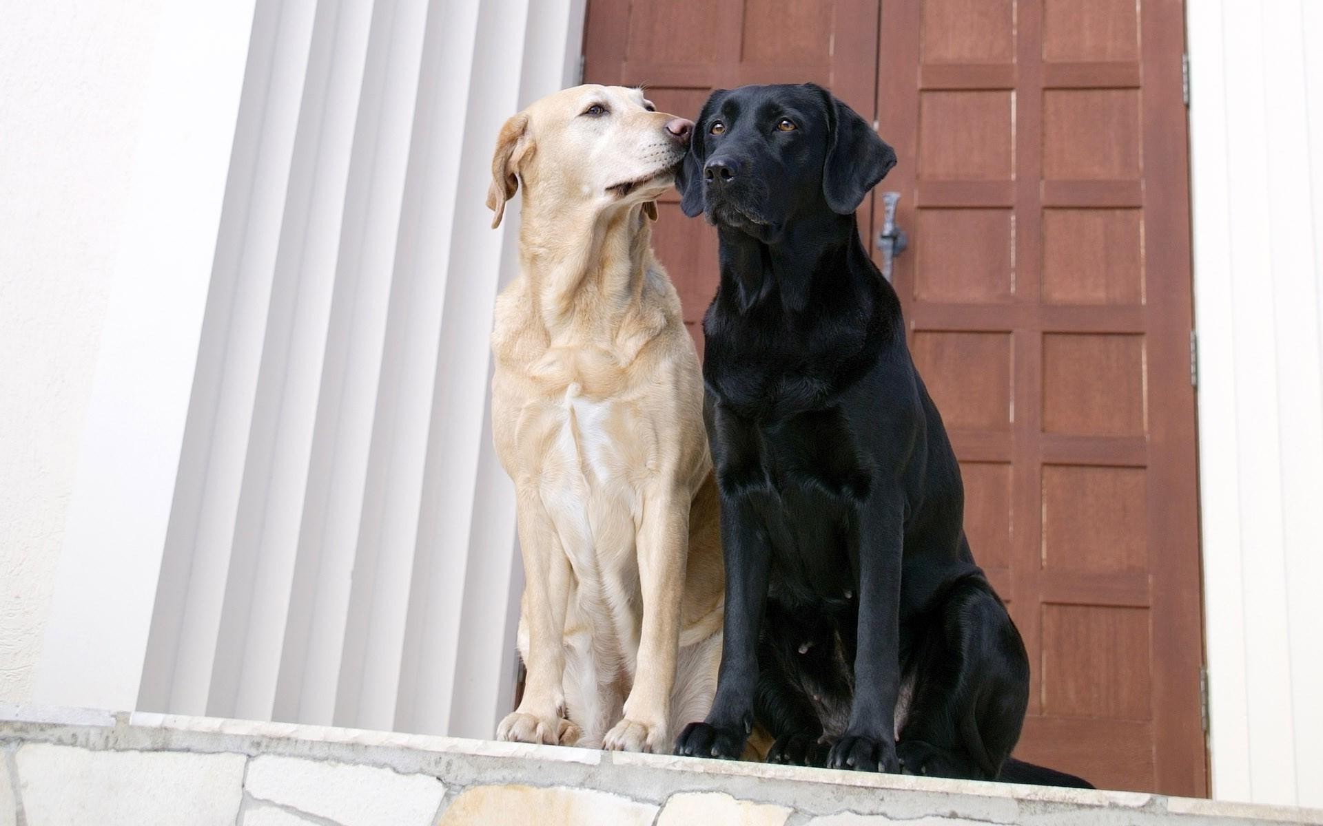 dog, Labrador Retriever, Animals Wallpaper