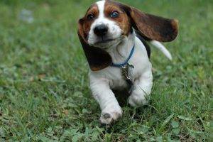 dog, Beagles, Puppies, Animals