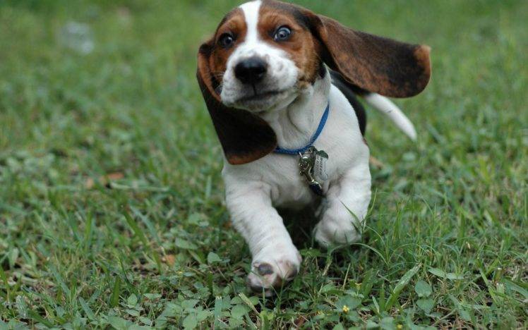 dog, Beagles, Puppies, Animals HD Wallpaper Desktop Background
