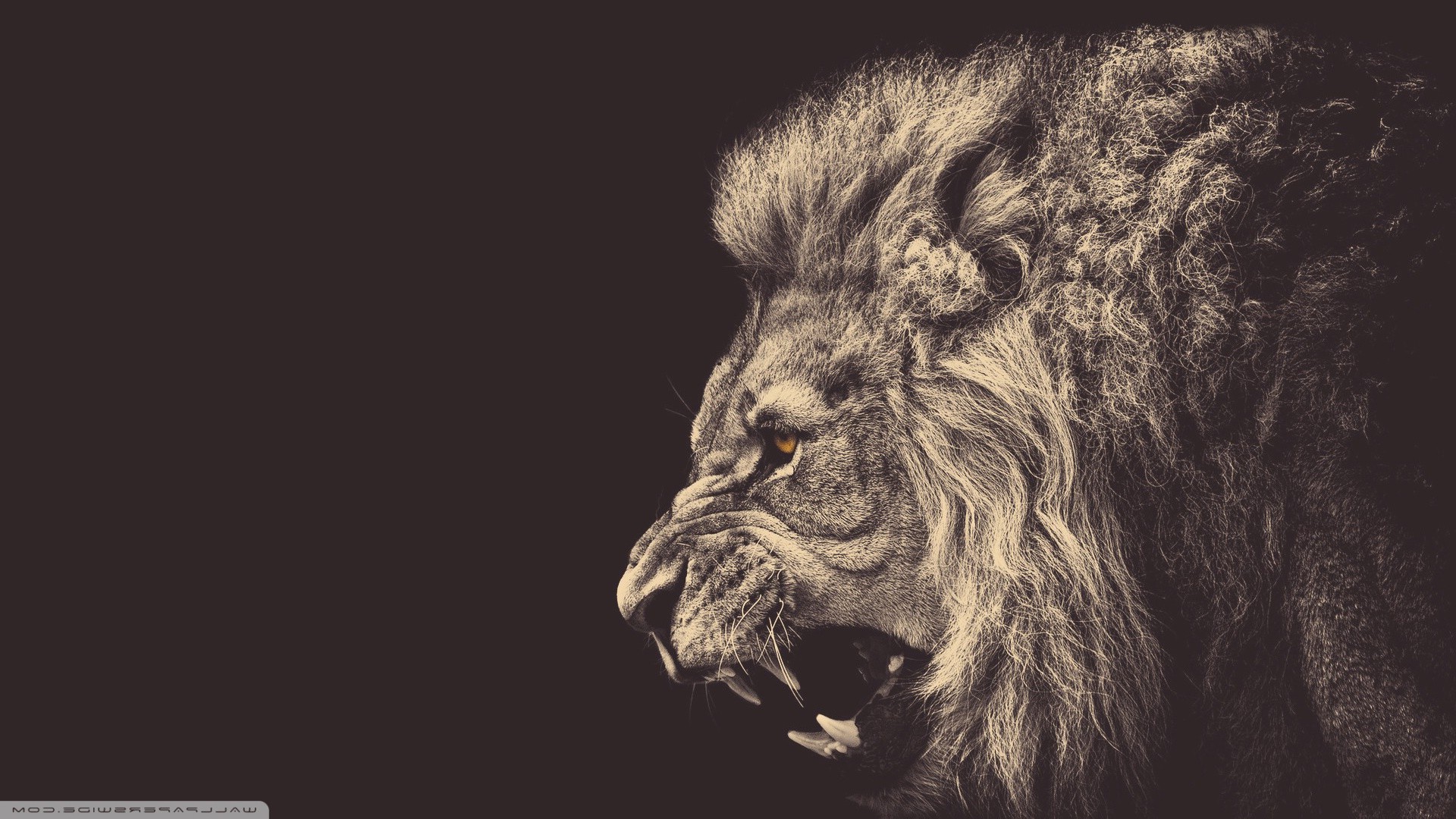 lion, Animals Wallpaper