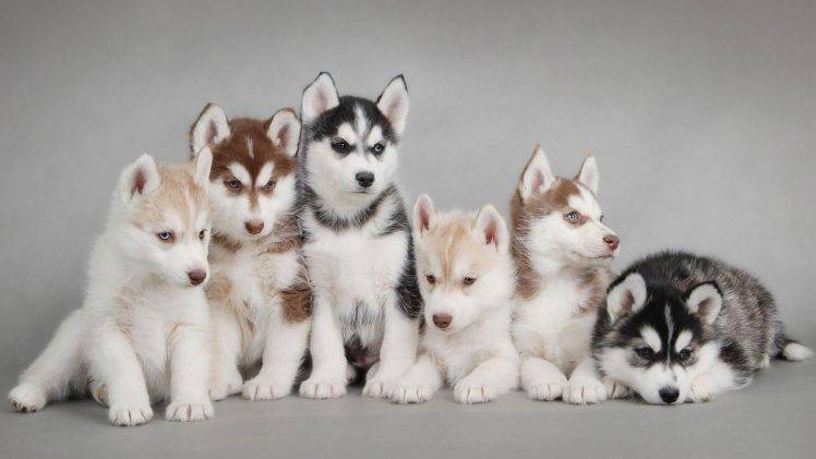puppies, Dog, Animals HD Wallpaper Desktop Background