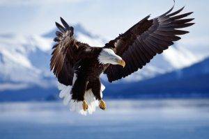 eagle, Birds, Animals, Bald Eagle, Wildlife, Nature, Flying