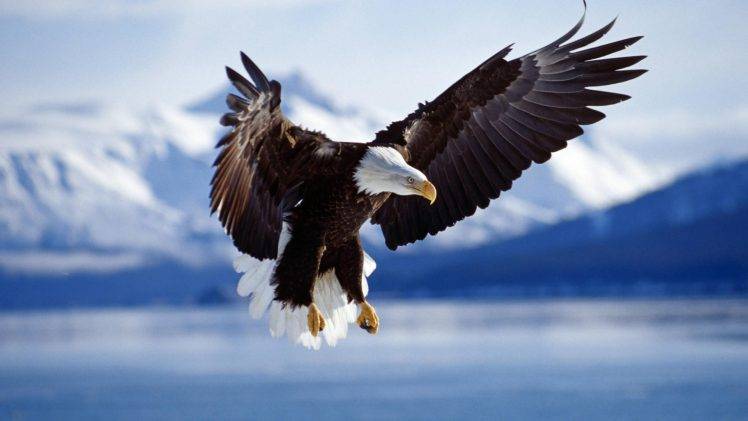 eagle, Birds, Animals, Bald Eagle, Wildlife, Nature, Flying HD Wallpaper Desktop Background