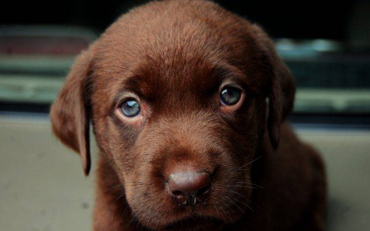 dog, Animals, Puppies, Brown HD Wallpaper Desktop Background