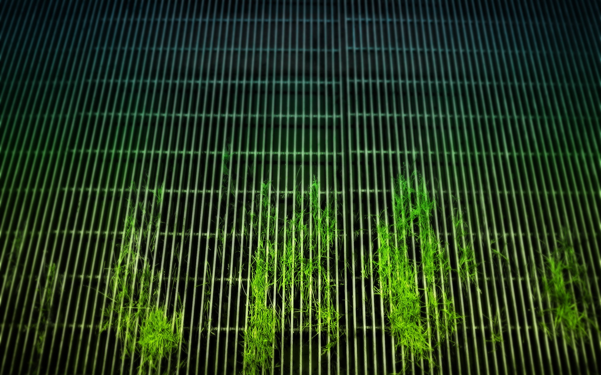 green, Nature, Plants Wallpaper