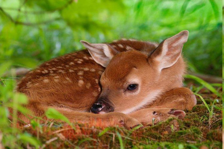 deer, Nature, Animals, Fawns, Baby Animals HD Wallpaper Desktop Background