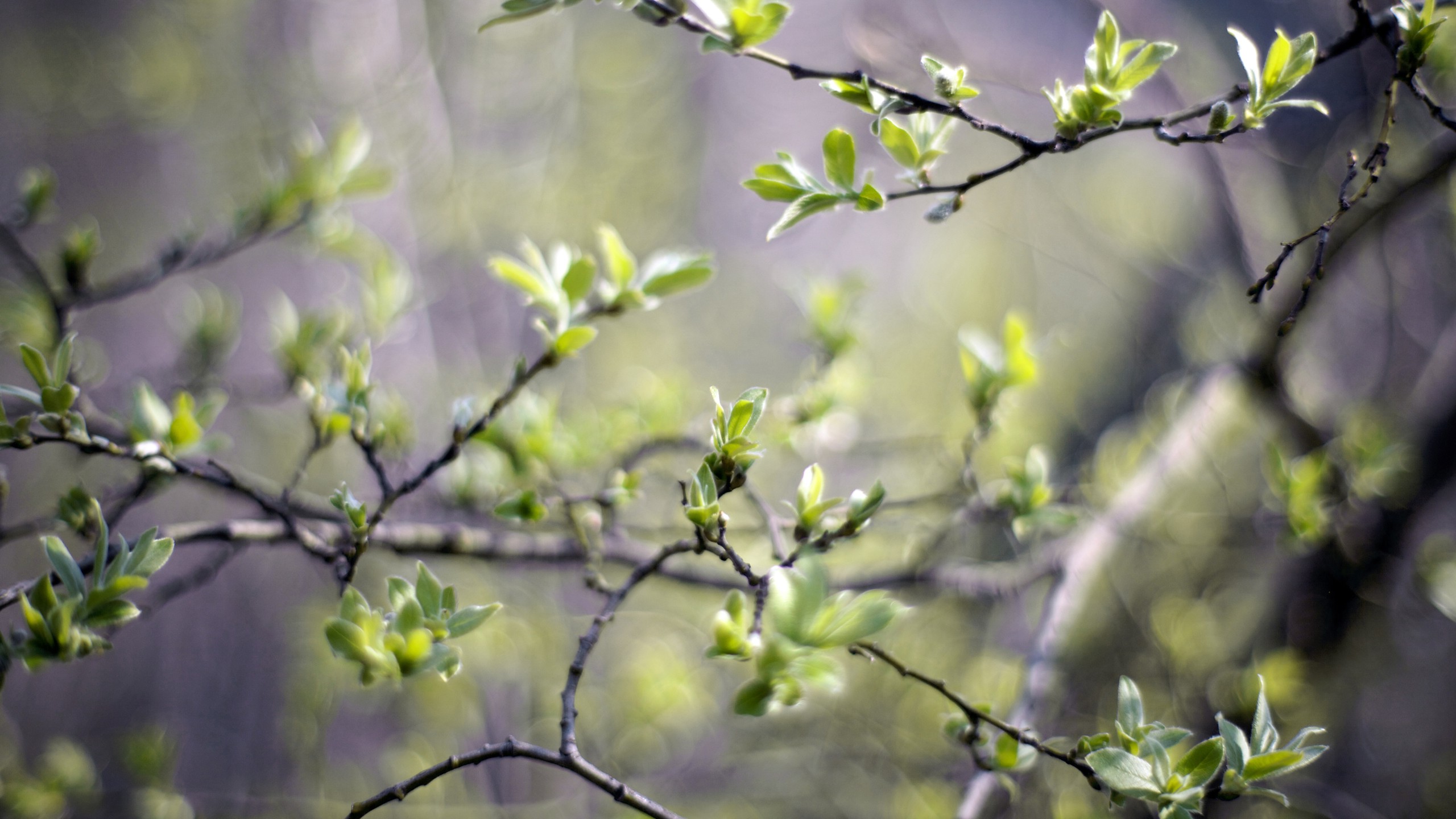nature, Twigs, Leaves, Depth Of Field Wallpaper