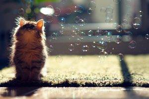 cat, Ben Torode, Carpets, Bubbles, Sunlight, Animals, Looking Up
