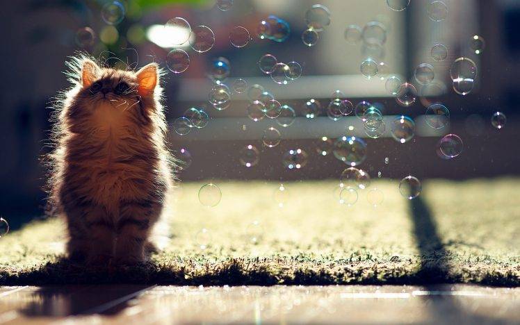 cat, Ben Torode, Carpets, Bubbles, Sunlight, Animals, Looking Up HD Wallpaper Desktop Background