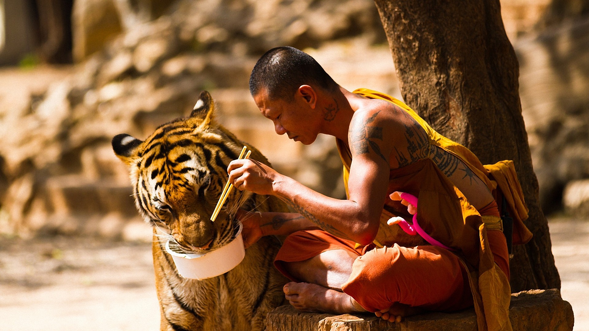 monks, Animals, Eating, Tiger, Trees, Tattoo, Chopsticks, Sitting Wallpaper