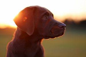 Labrador Retriever, Dog, Animals, Sunlight, Lens Flare