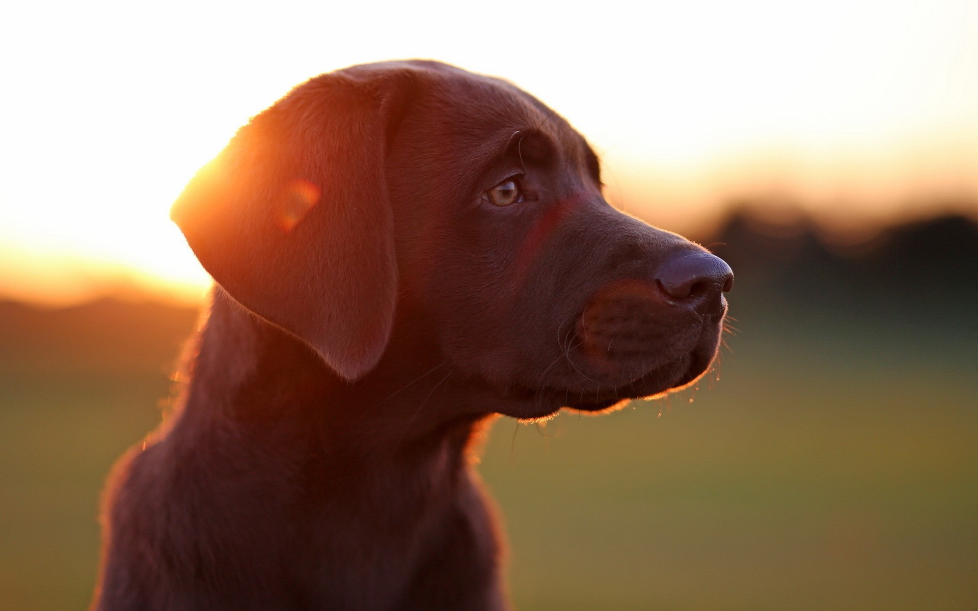 Labrador Retriever, Dog, Animals, Sunlight, Lens Flare Wallpaper