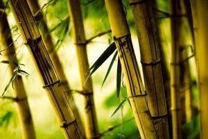 nature, Bamboo