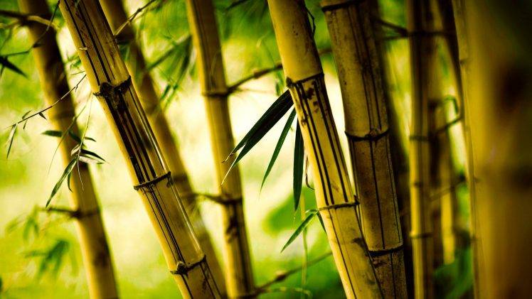 nature, Bamboo HD Wallpaper Desktop Background