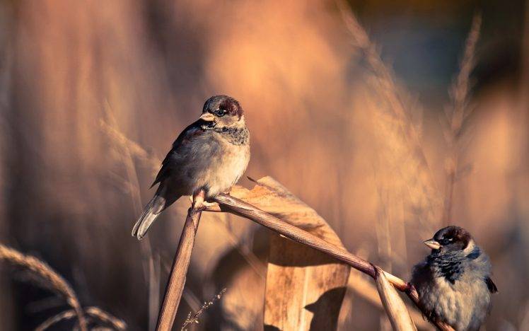 birds, Nature, Twigs, Sparrows HD Wallpaper Desktop Background