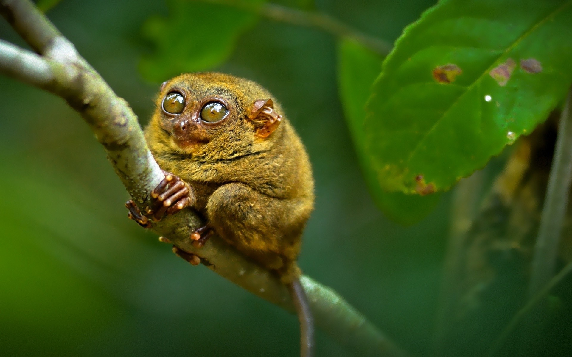 tarsiers, Animals, Leaves, Branch Wallpapers HD / Desktop and Mobile