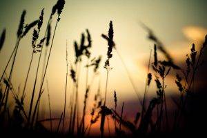 grass, Nature, Depth Of Field, Spikelets, Sunset